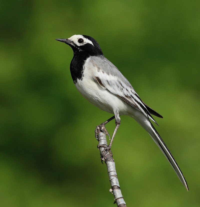 Трясогузка белая ‒ Motacilla Alba (l., 1758)