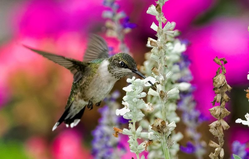 White-necked Jacobin : Florisuga Mellivora