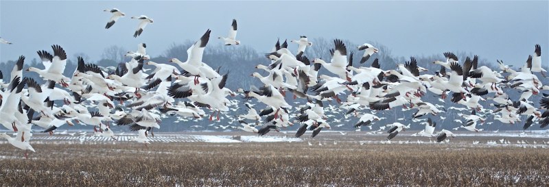 Сноу Гус (Snow Goose)