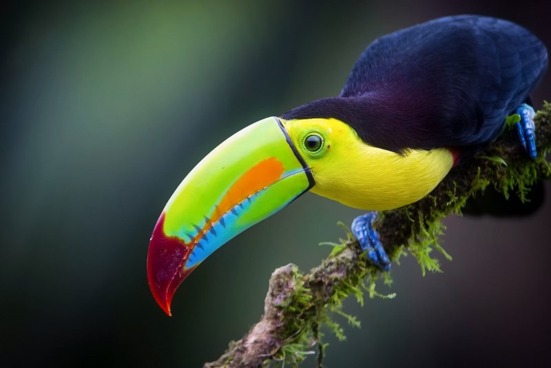 Lecturing Birds on Flying