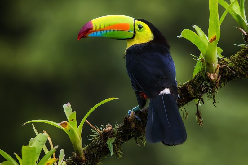 Колибри trochilidae