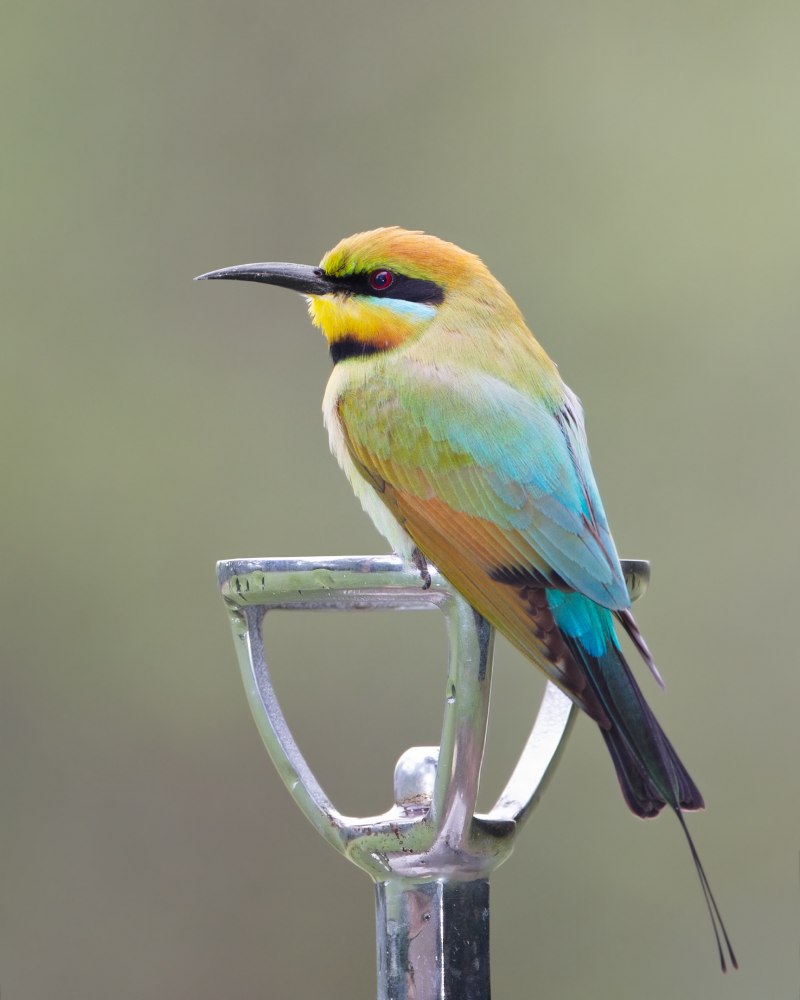 Merops ornatus