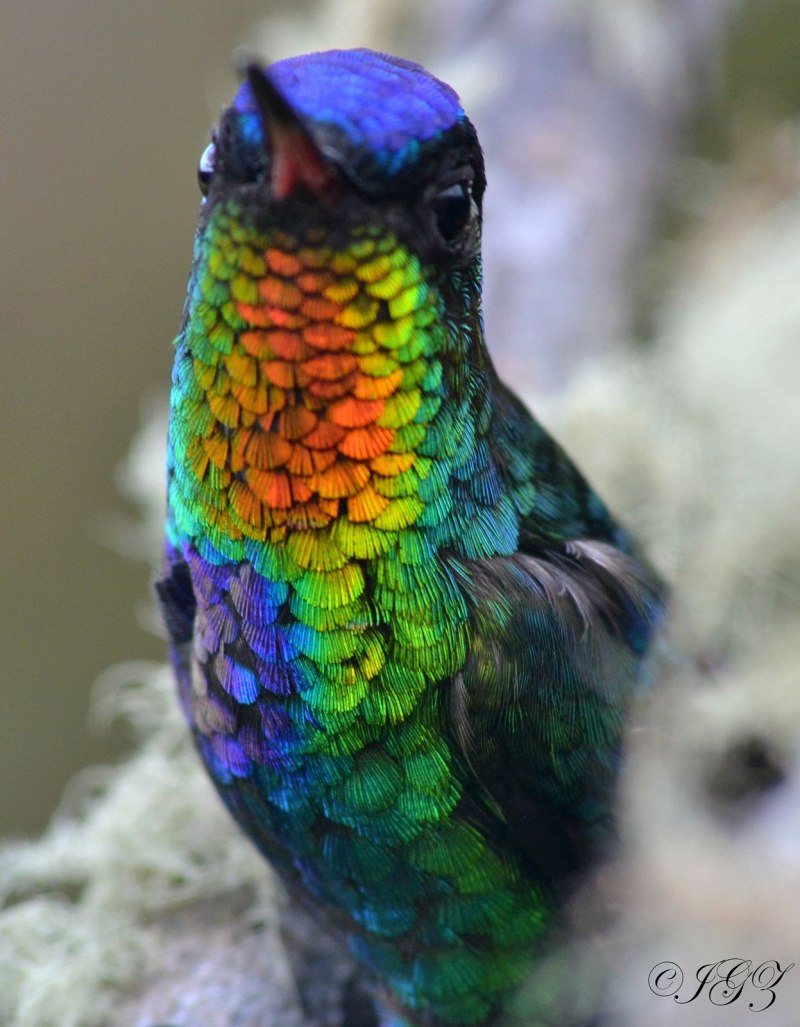 Fiery throated Hummingbird