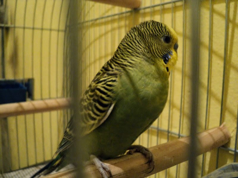 Pyrrhura rupicola