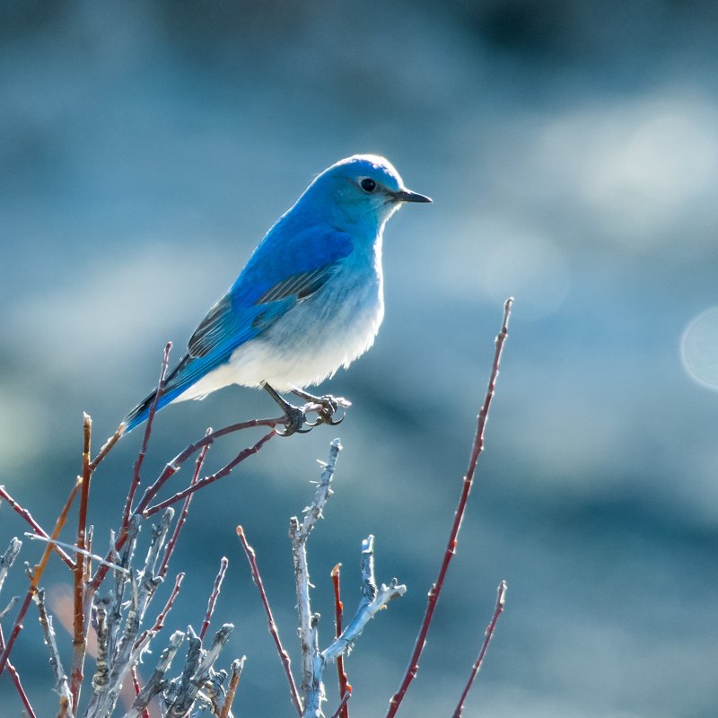 Mountain Bluebird