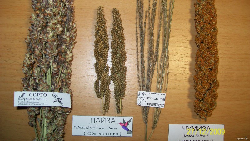 Чумиза (чёрный рис)