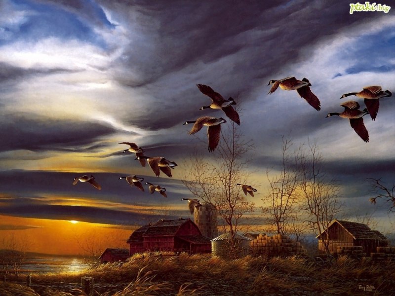 Красивая природа животные