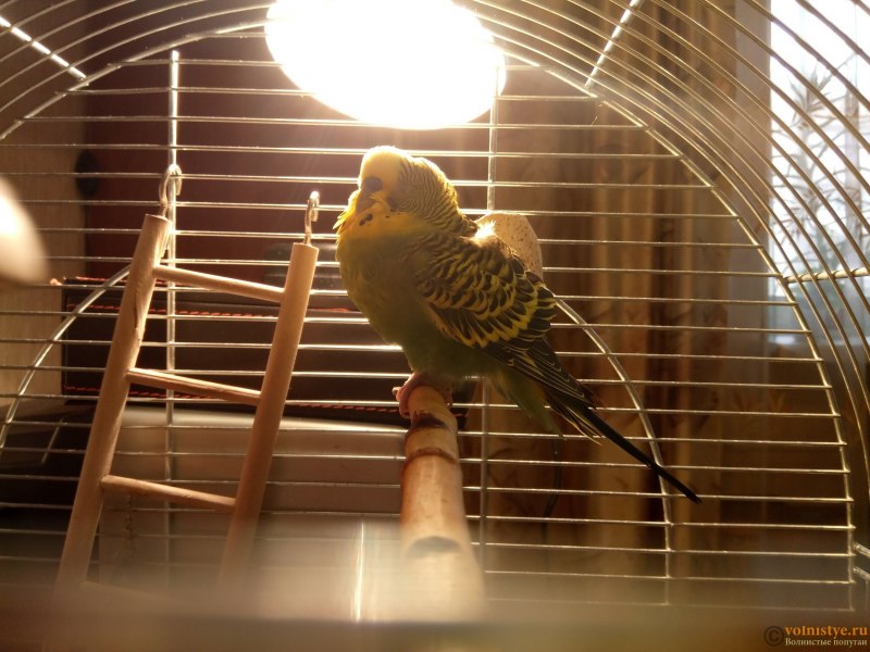 Parakeet 'Peter'
