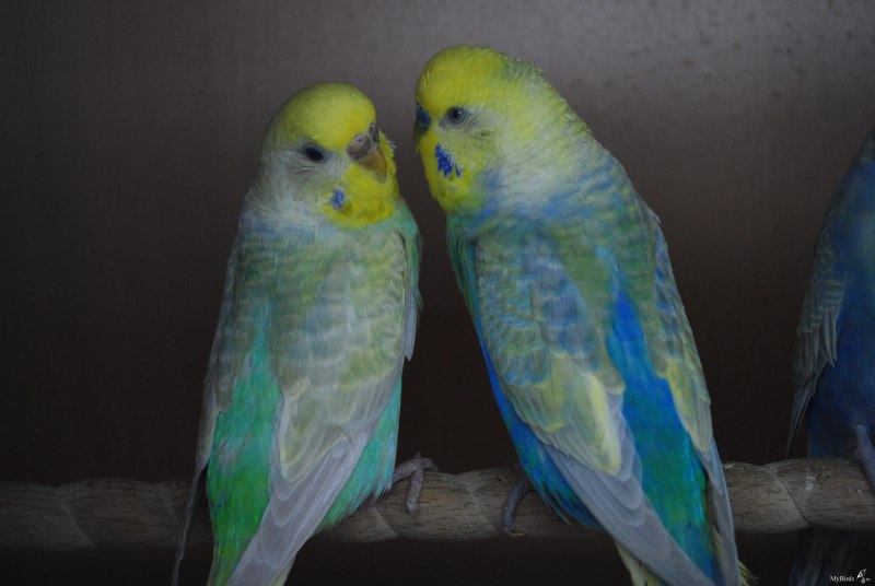 Радужные волнистые попугайчики (49 фото)