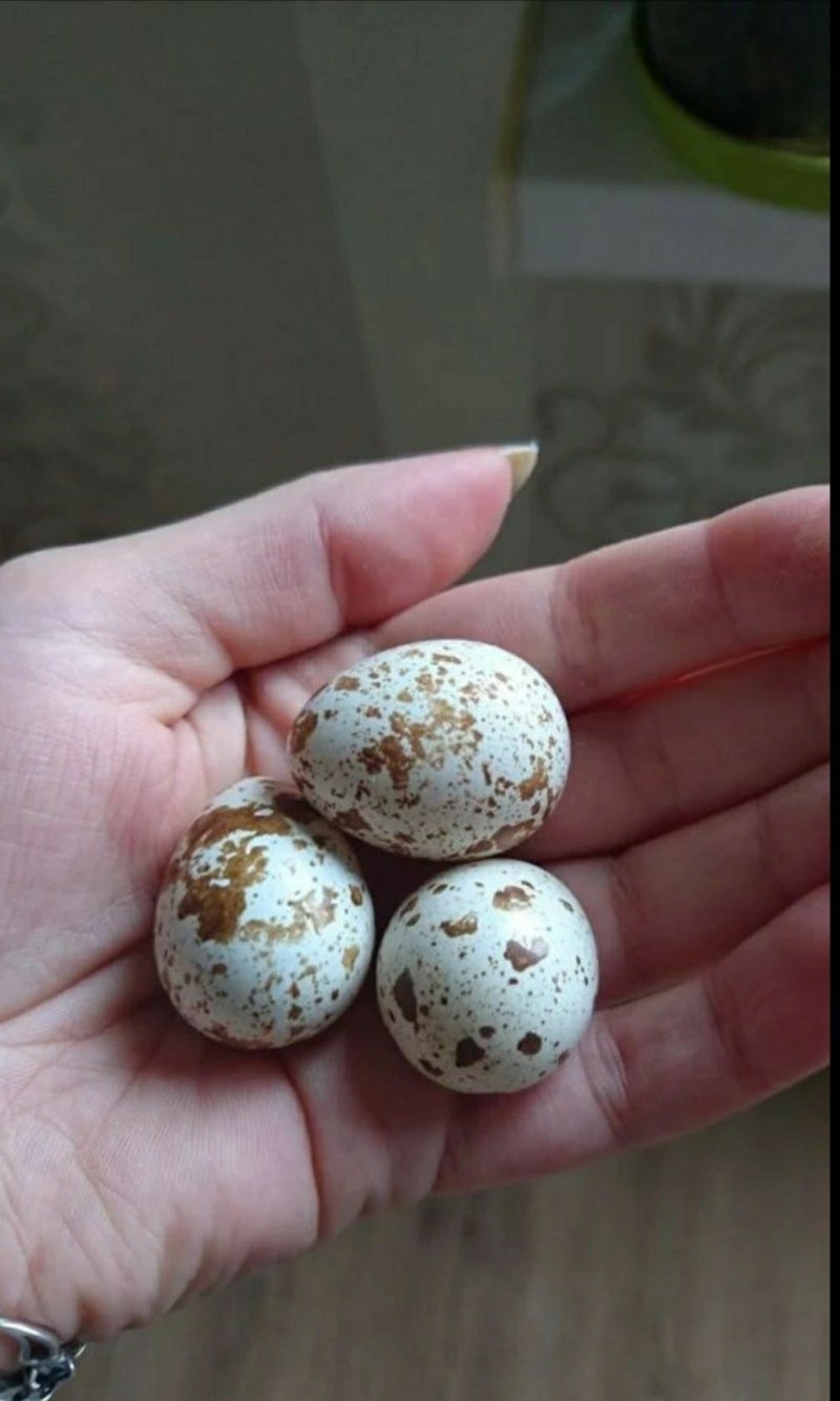 Калифорнийская куропатка