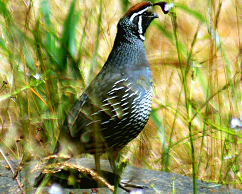 Quail птица