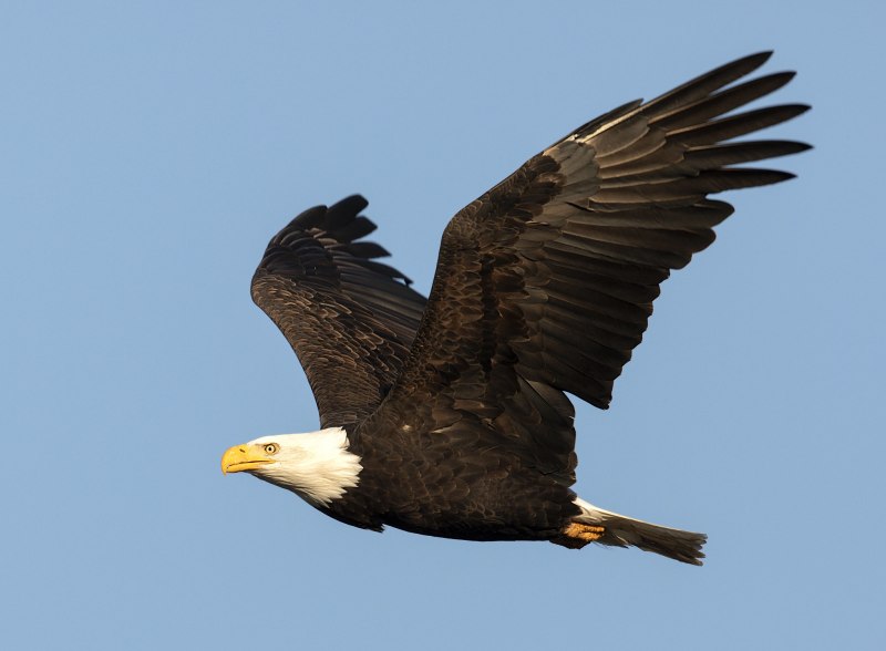 Лилия bald Eagle