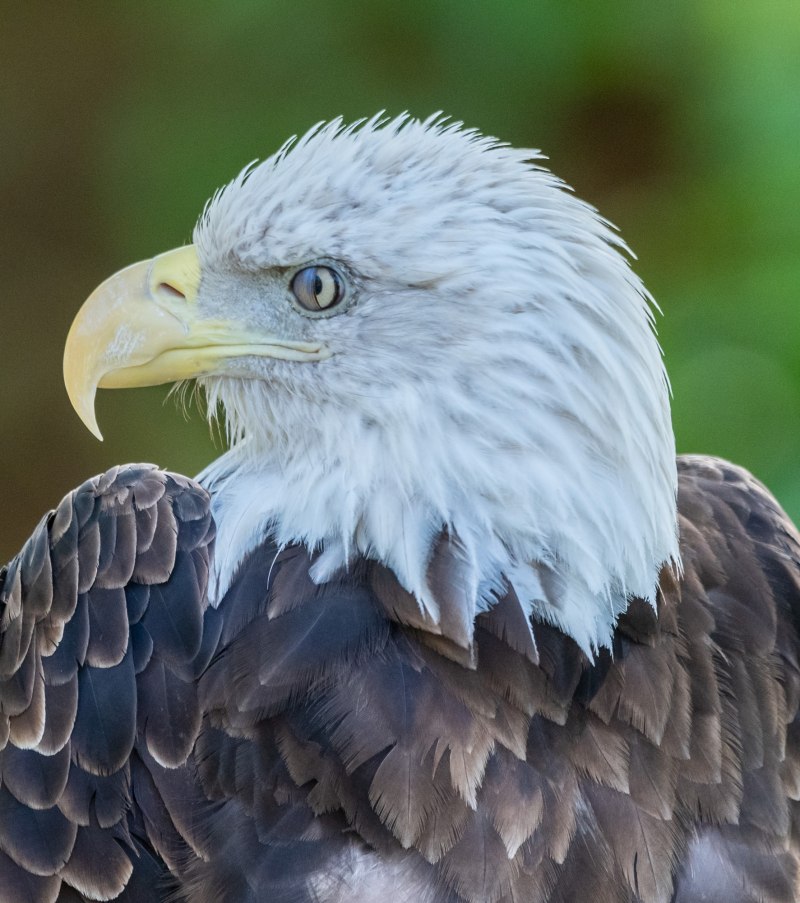 Bald Eagle Alex Mobs