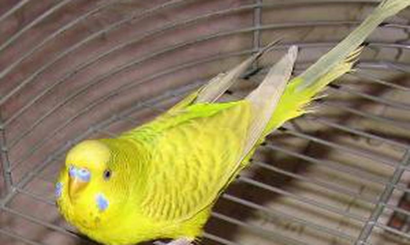Циннамон Conure
