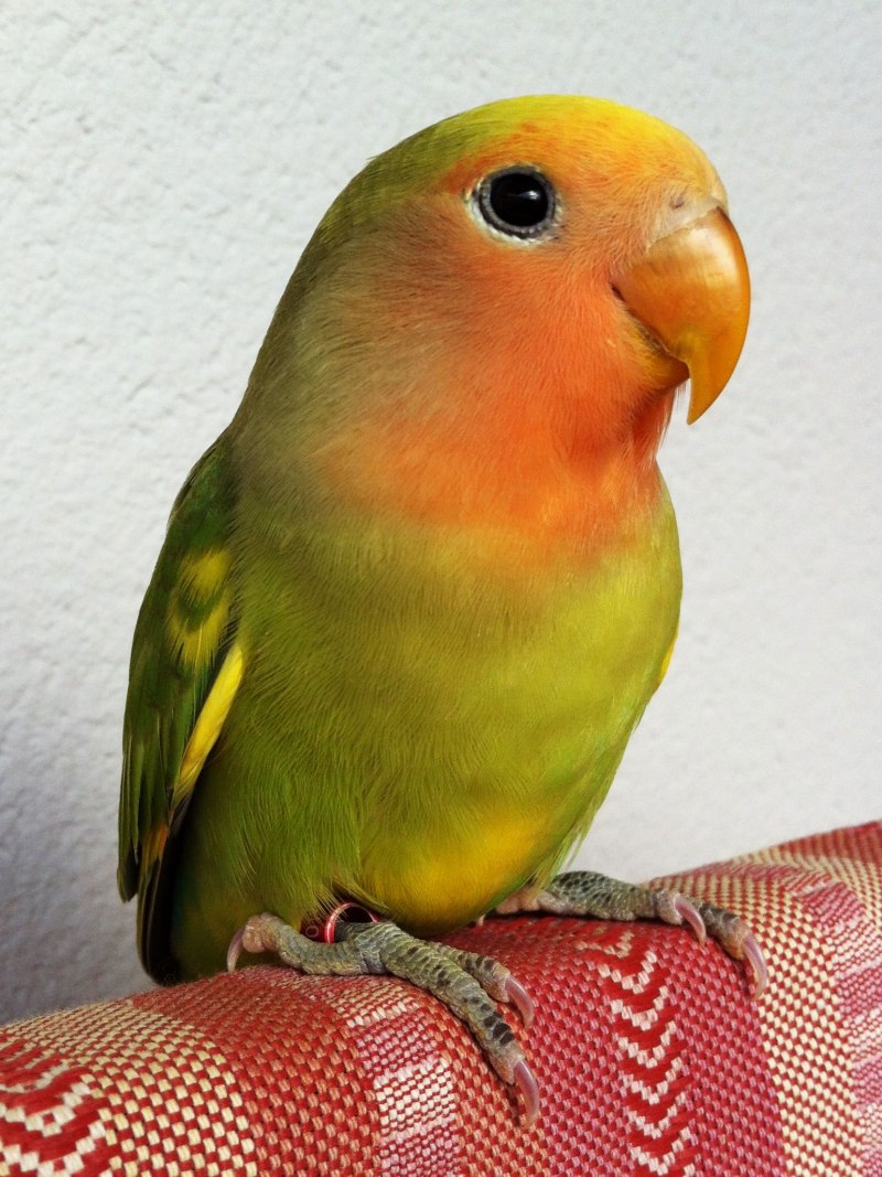 Myiopsitta monachus