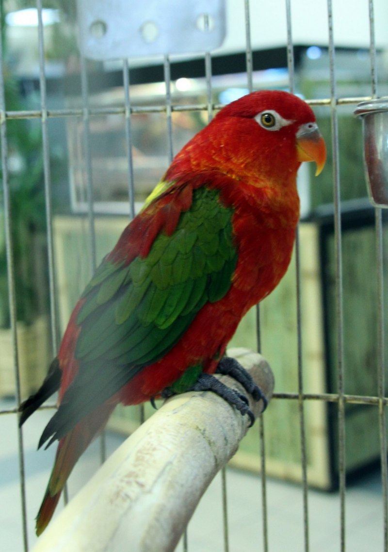 Амазоны ochrocephala