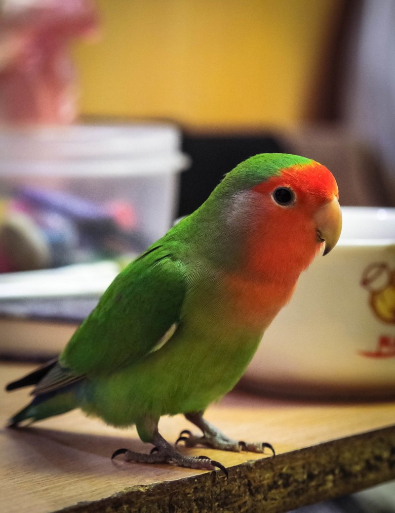 Jenday Conure