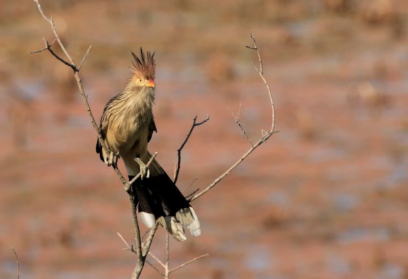 Guira Cuckoo Egg