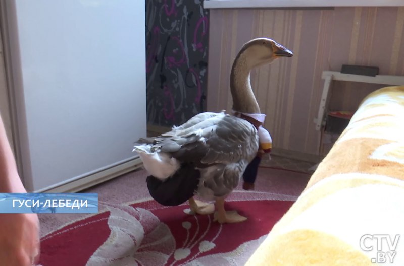 Гусь в квартире