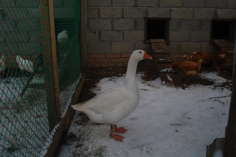 Гуси в городе