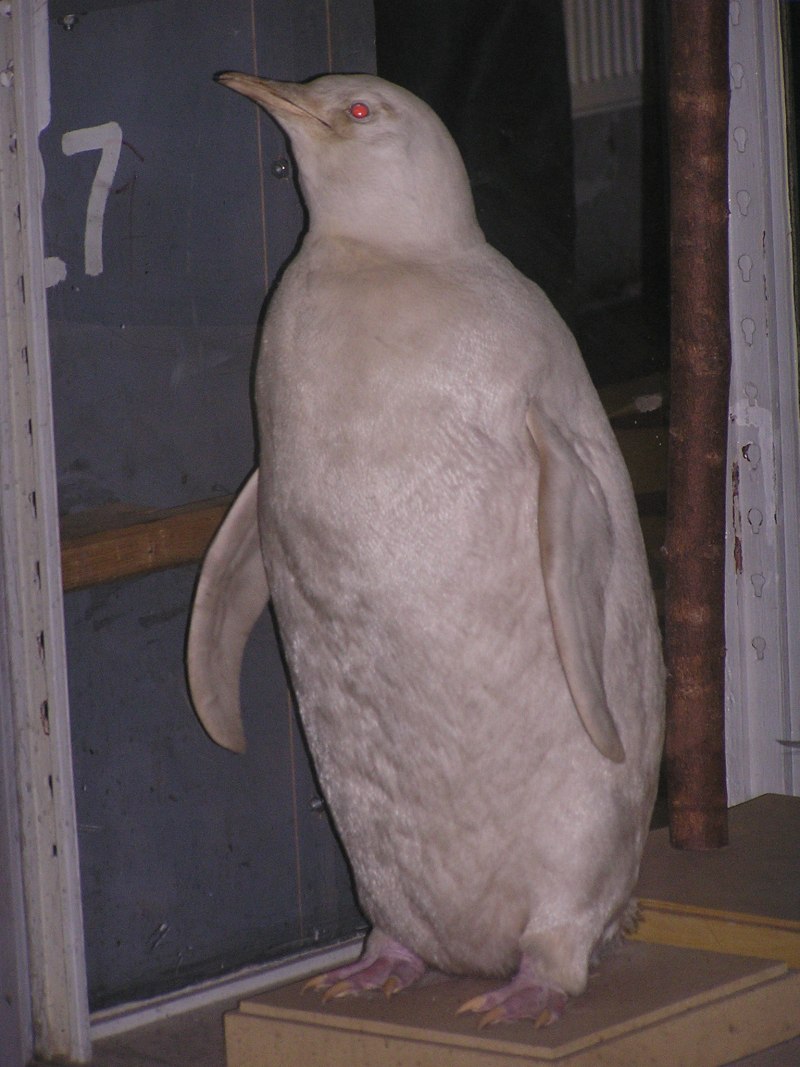 Королевский Пингвин альбинос
