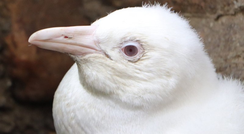 Пингвин альбинос (38 фото)