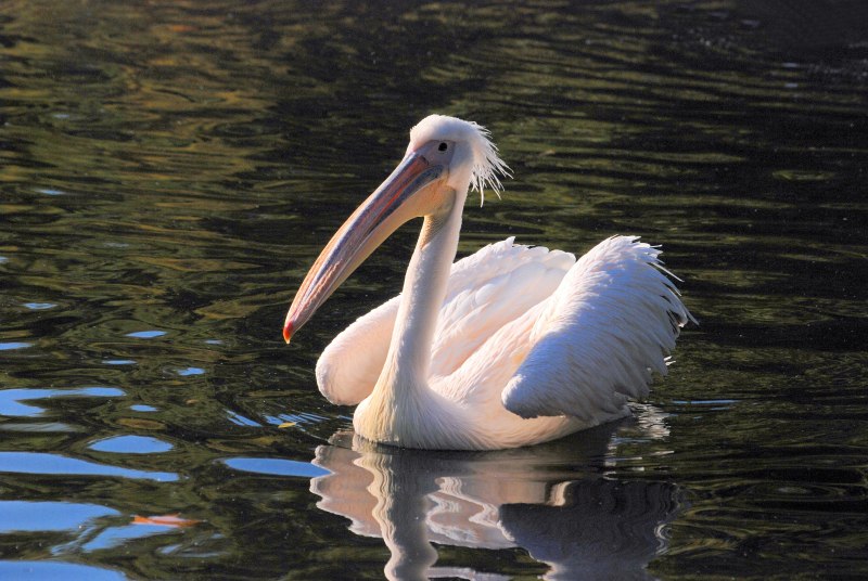 Pelecanus onocrotalus