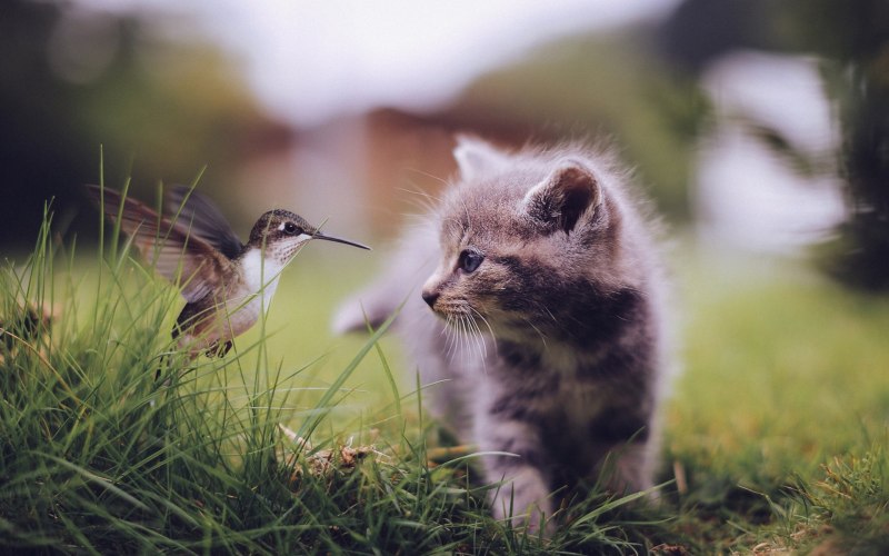 Красивая природа с животными