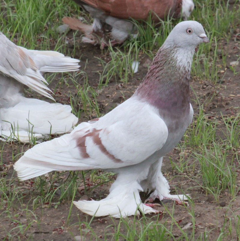 Бойные породы голубей (57 фото)