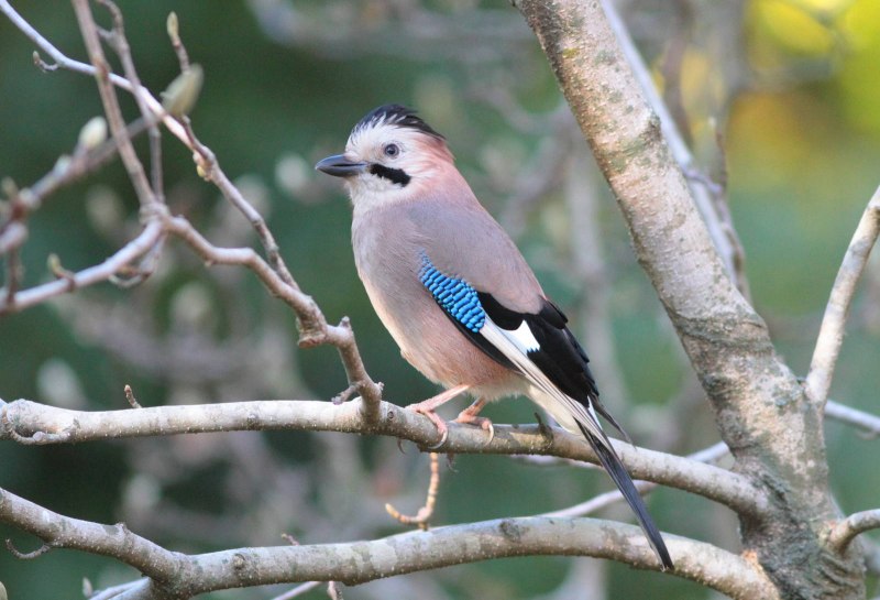 Уссурийский Снегирь (pyrrhula griseiventris)