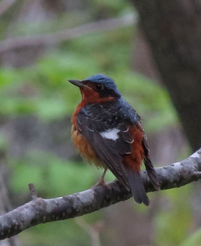 Сибирская чечевица Carpodacus roseus