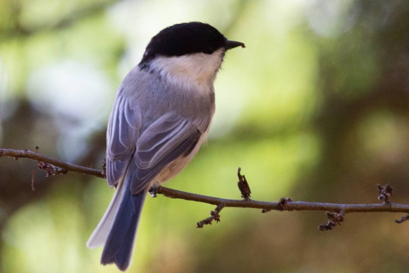 Овсянка желтогорлая (Cristemberiza elegans)