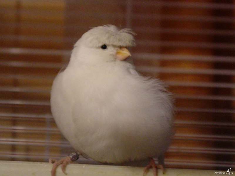 Кенар белый