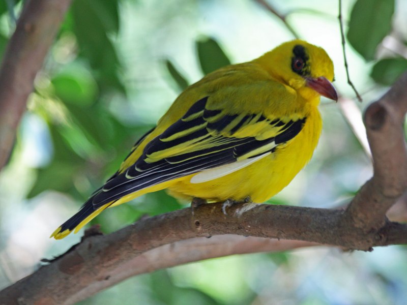 Большеклювая Иволга Oriolus crassirostris