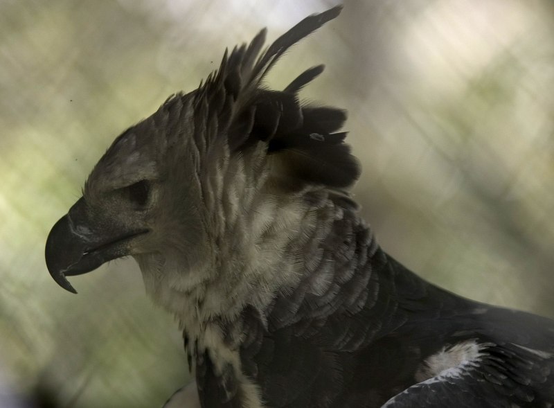 9. Harpy Eagle гарпии