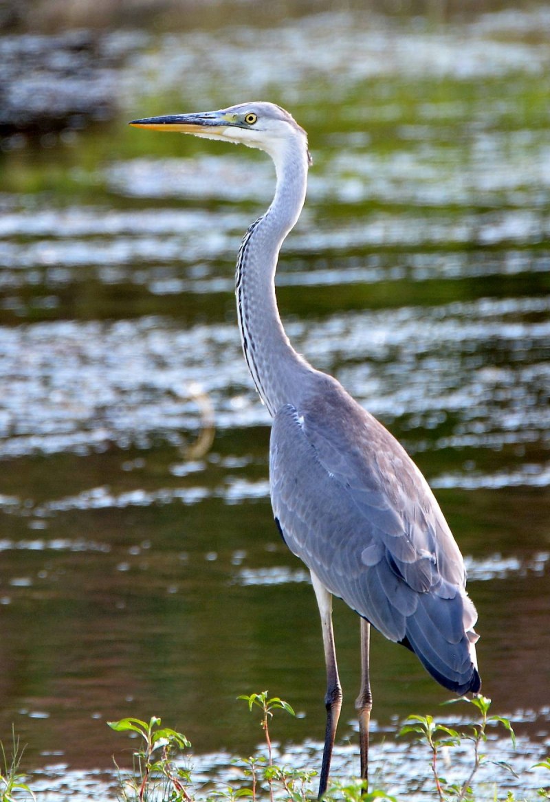 Цапля серая (Ardea cinerea)