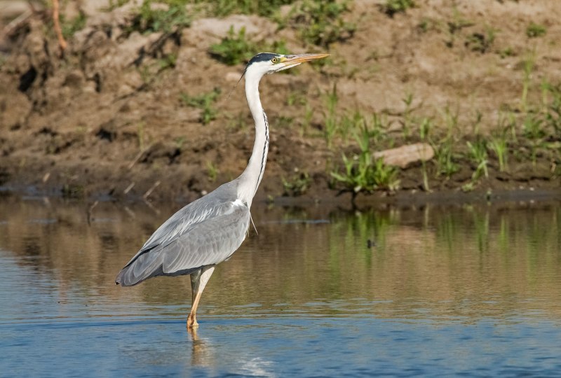 Черношейная цапля (Ardea melanocephala)