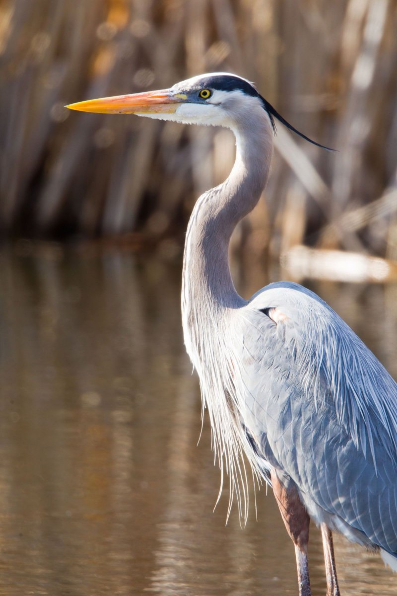 Цапля серая (Ardea cinerea)