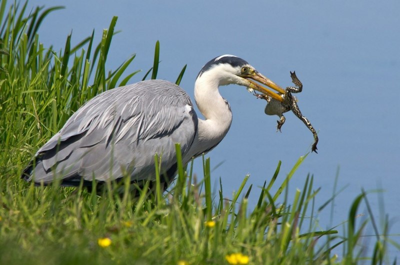 Птица Ardea cinerea