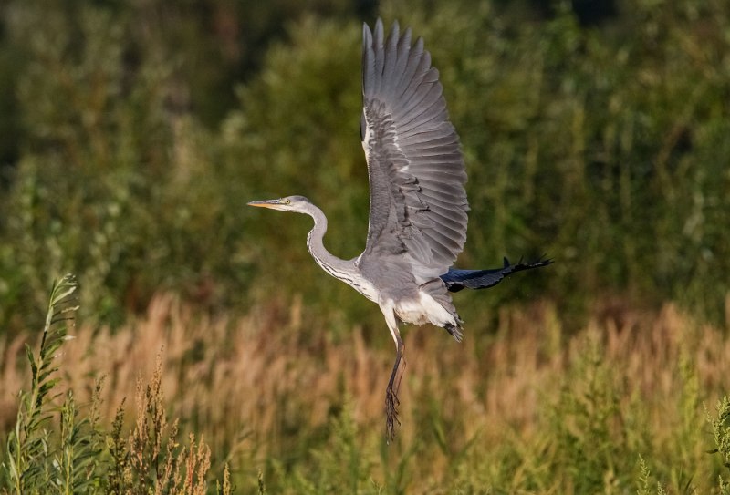 Цапля серая (Ardea cinerea)