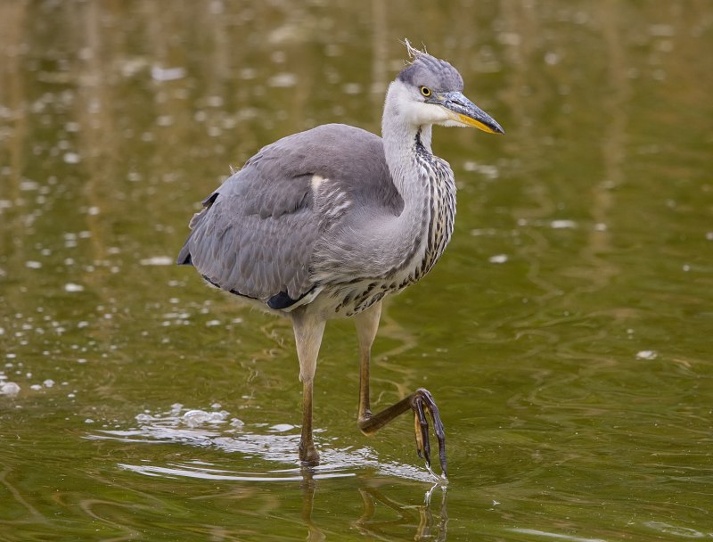 Great Blue Heron