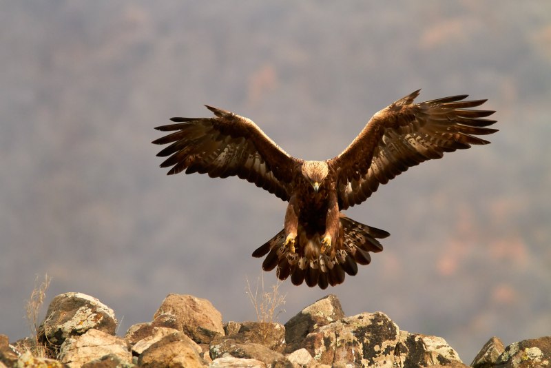 Орел Беркут Aquila