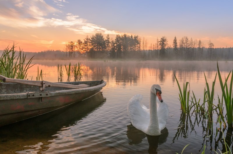 Природа озеро лебеди