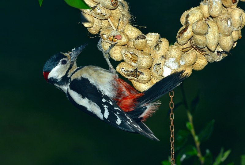 Coloeus monedula птенец