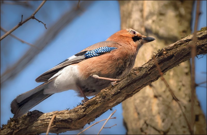 Eurasian Jay