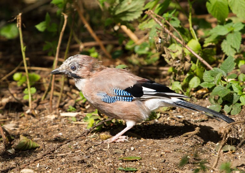 Сойка garrulus glandarius