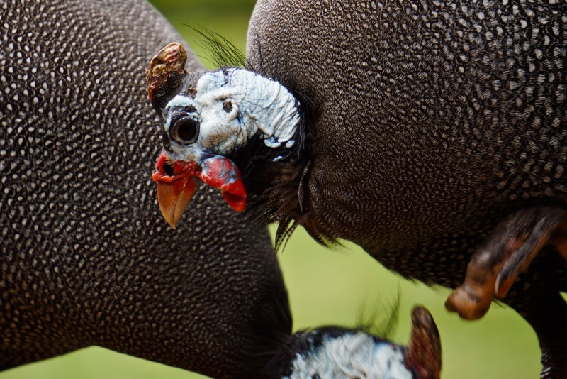 Vulturine Guineafowl