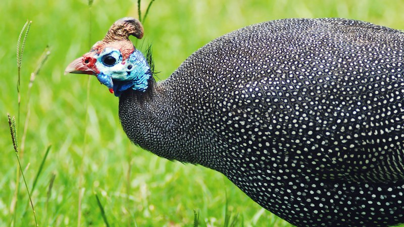 Цесарки отряд