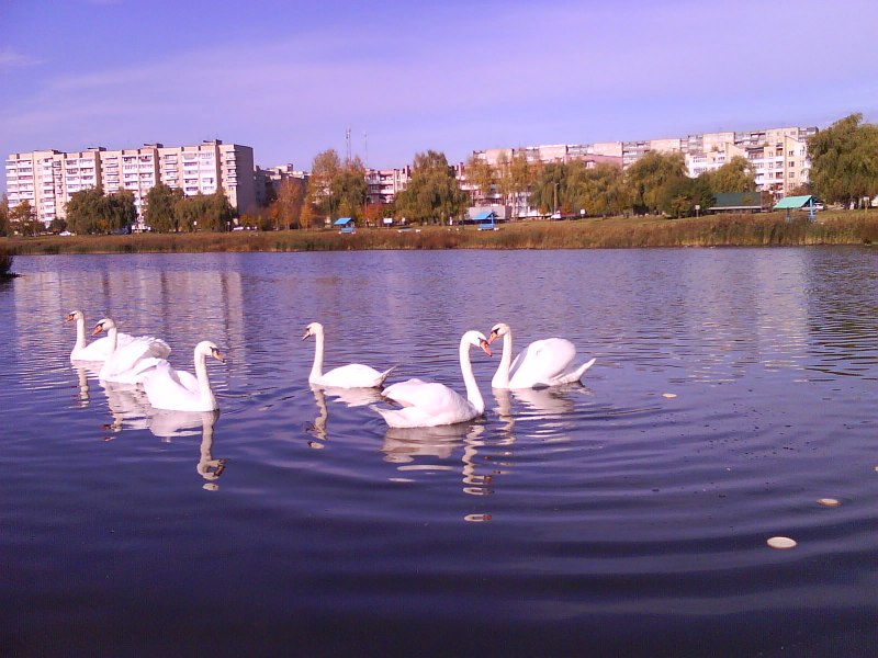 Мост лебедь