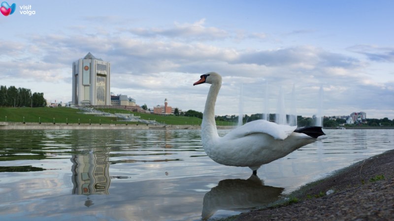 Венсенский лес Lebedi